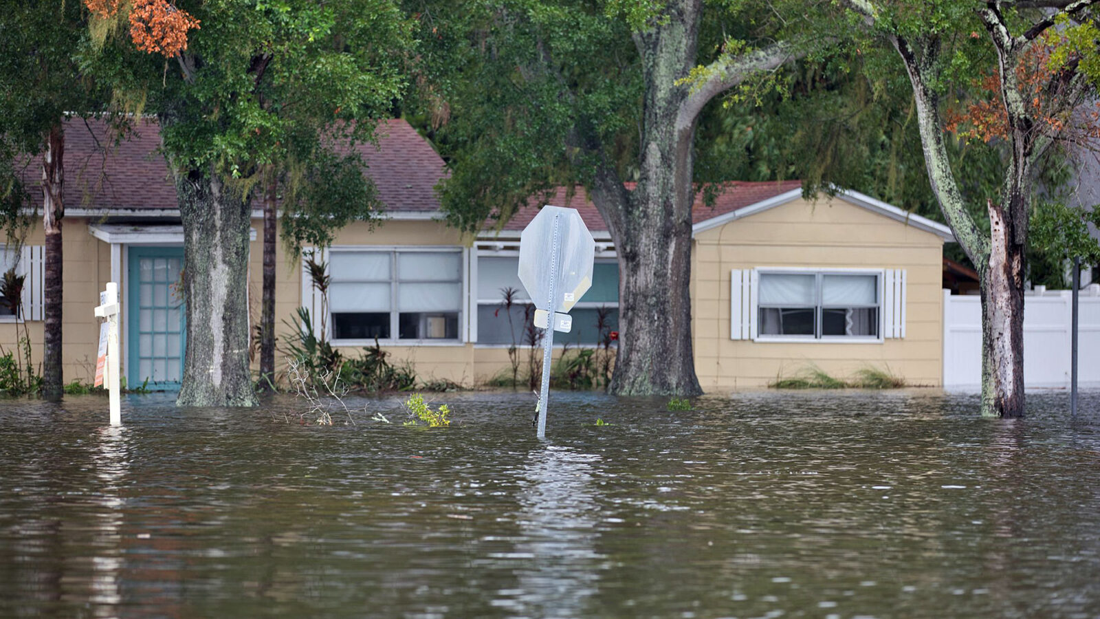 Solid Rock Inspections Group, Clearwater, Florida, Mold Growth